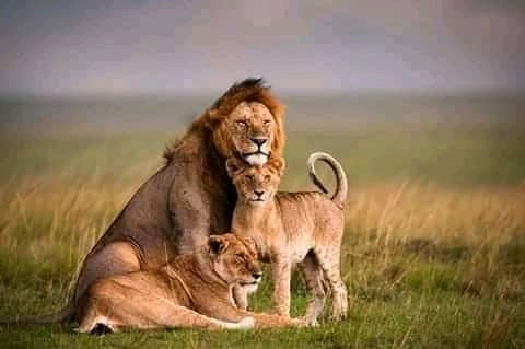 luxury kenya safari tours