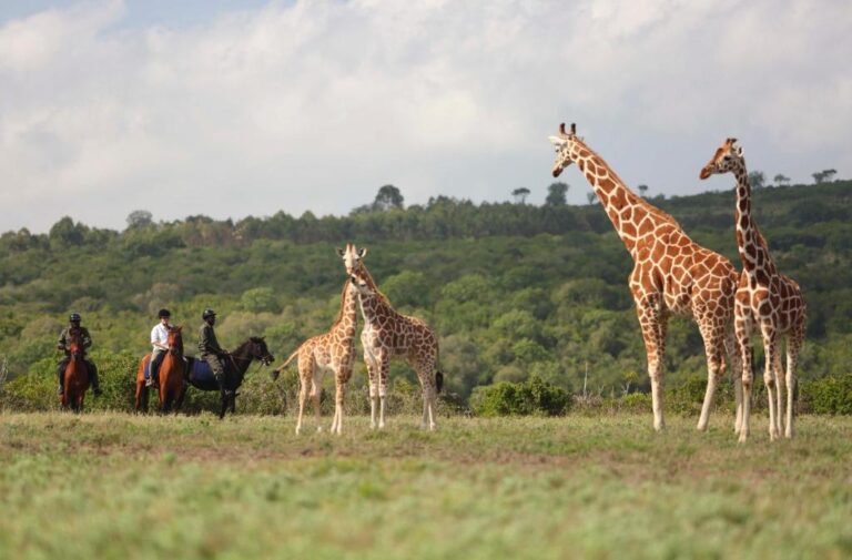 How much does a Safari in Kenya Cost?