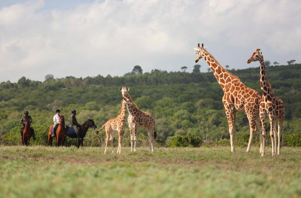 How much does a Safari in Kenya Cost?