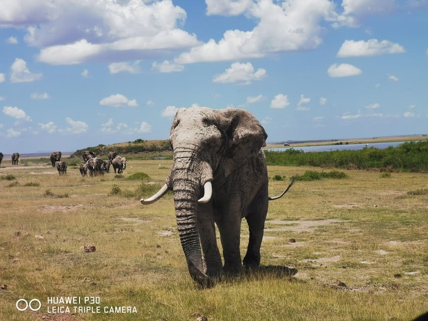 a huge elephant in Amboseli