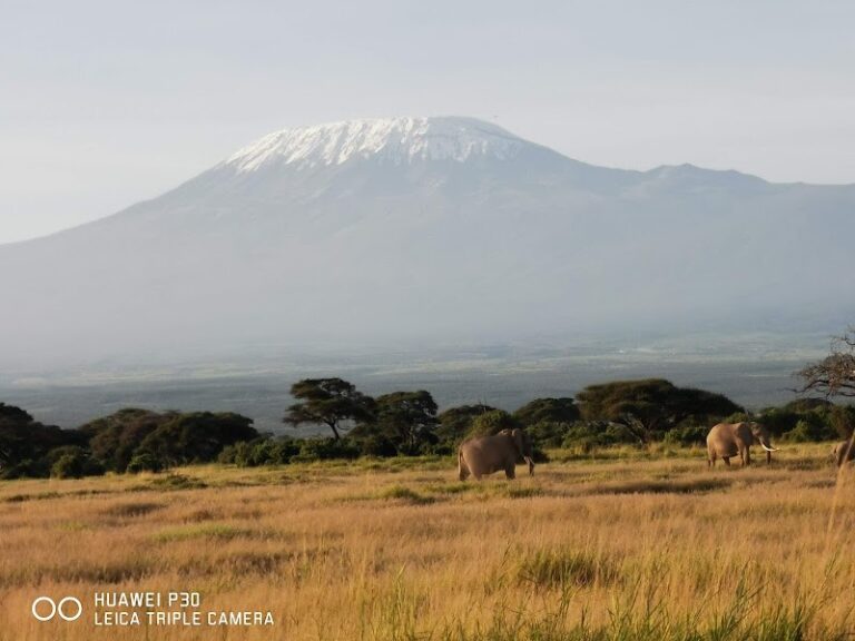grazing elephants in Amboseli