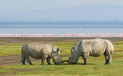 Lake nakuru rhinos