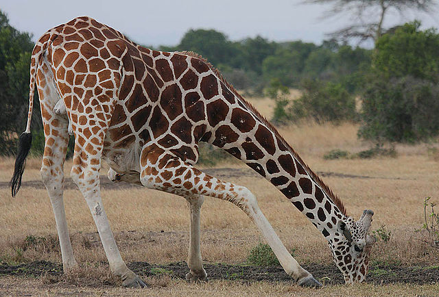 A Giraffe drinking water