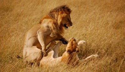 Masai Mara Christmas Safari Packages