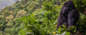 A chimpanzee inside Bwindi forest