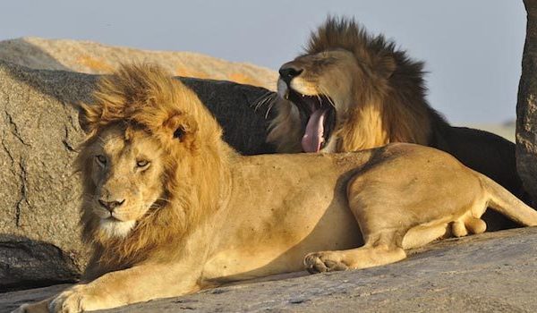 5-Day Masai Mara Safari