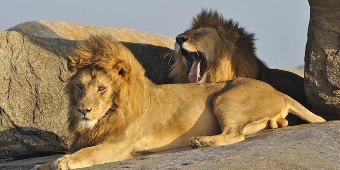 5-Day Masai Mara Safari