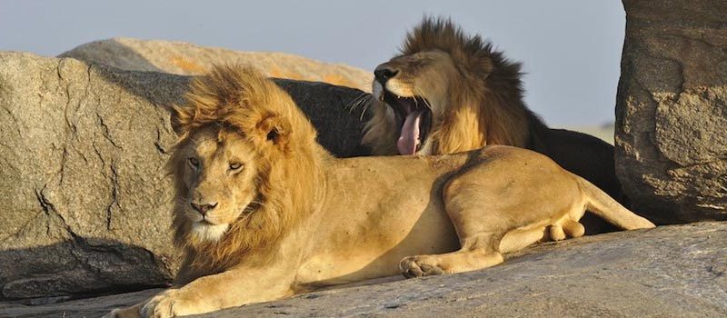 5-Day Masai Mara Safari