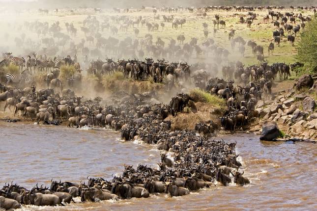 Masai Mara wildebeest migration packages