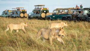 Masai Mara packages for residents