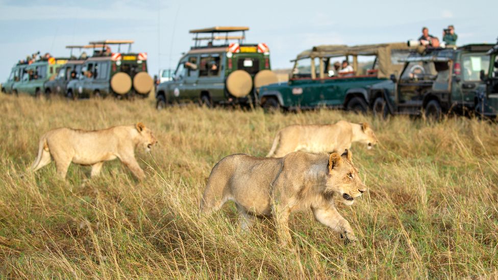 Masai Mara packages for residents