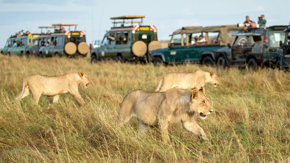 Tourists enjoying a Masai Mara safari game drive in Kenya