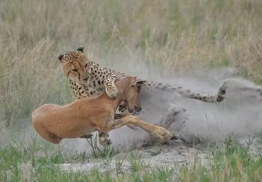 Masai Mara group joining safari tourists viewing wildlife in Kenya