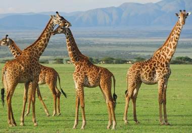 best time to visit kenya safari