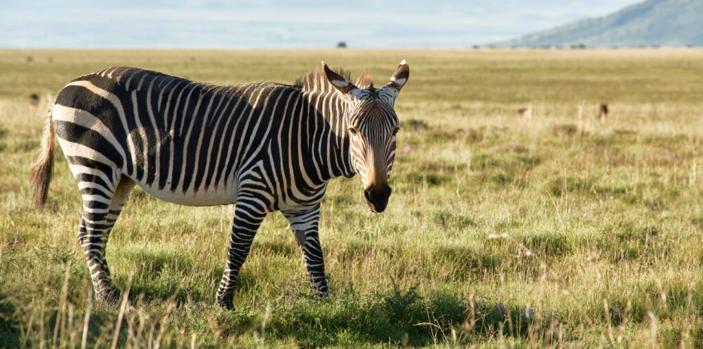 Lake Naivasha day tour