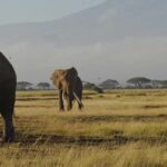 2 days amboseli safari