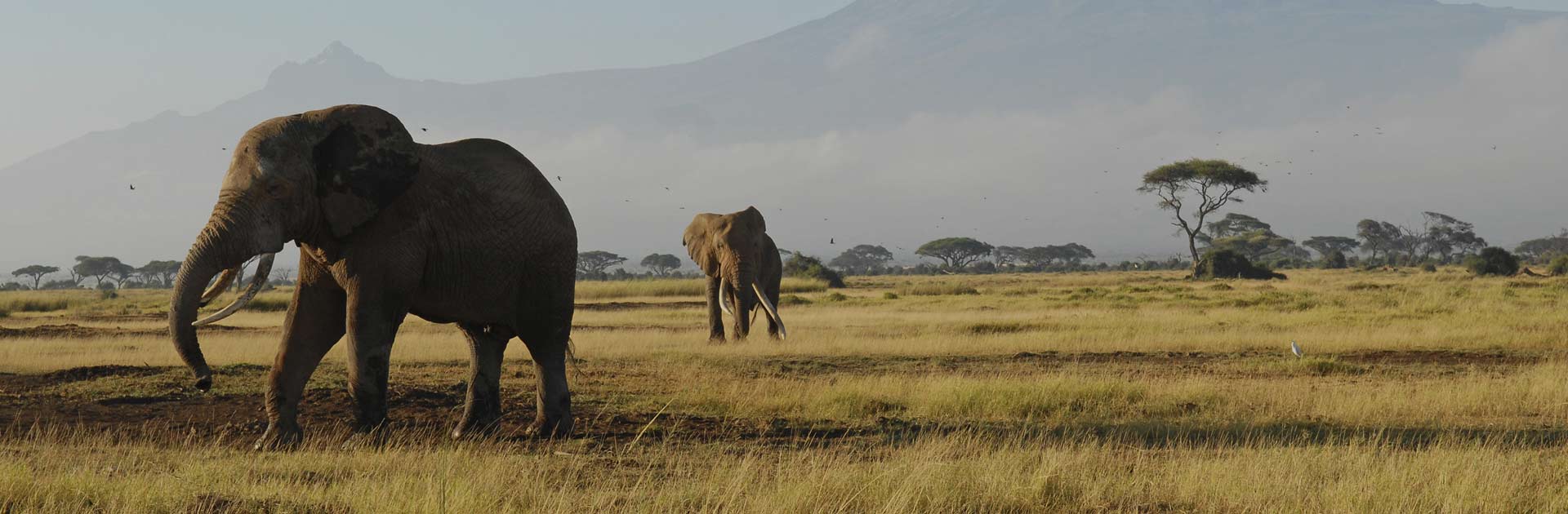 2 days amboseli safari