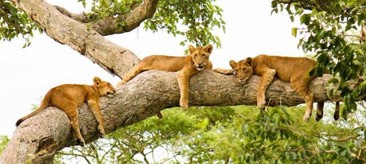 Tsavo Holiday Packages