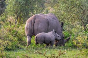 Nairobi national park tour