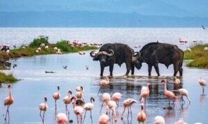 lake Nakuru tour package