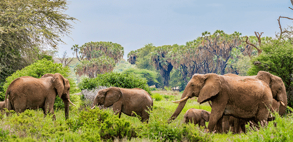 Tour Kenya Tanzania
