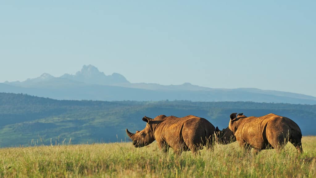 Two rhinos spotted during a 1 day safari in olpejeta