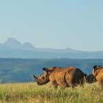 Two rhinos spotted during a 1 day safari in olpejeta