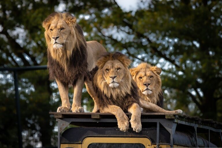kenya animal safari