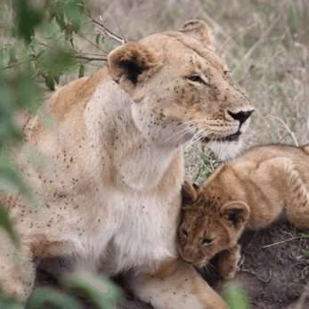 the big five animals in kenya