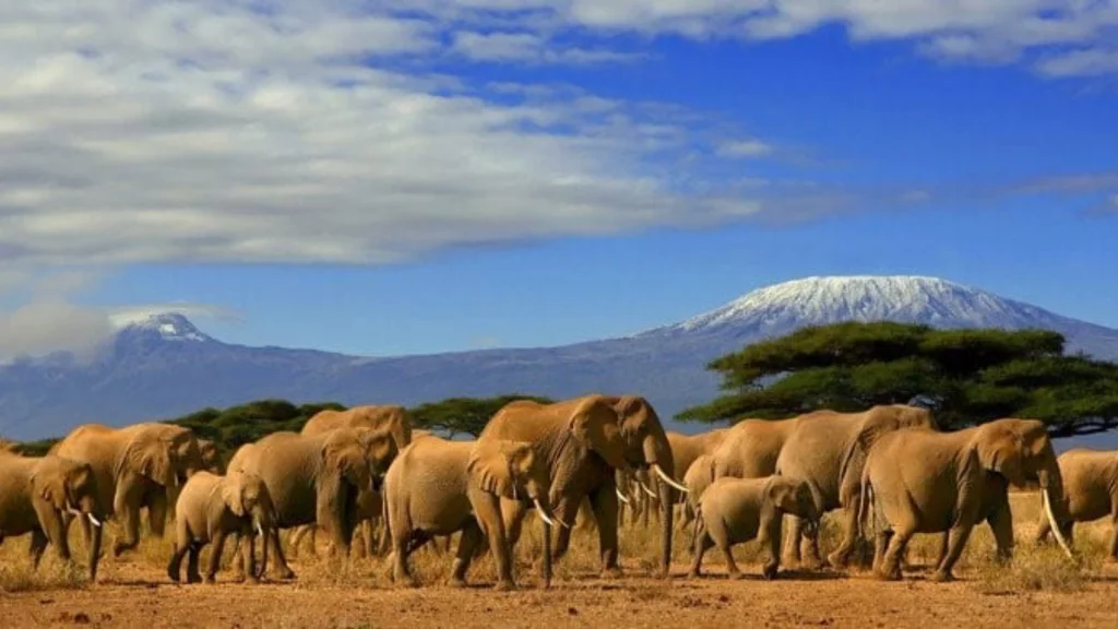 amboseli Tour packages