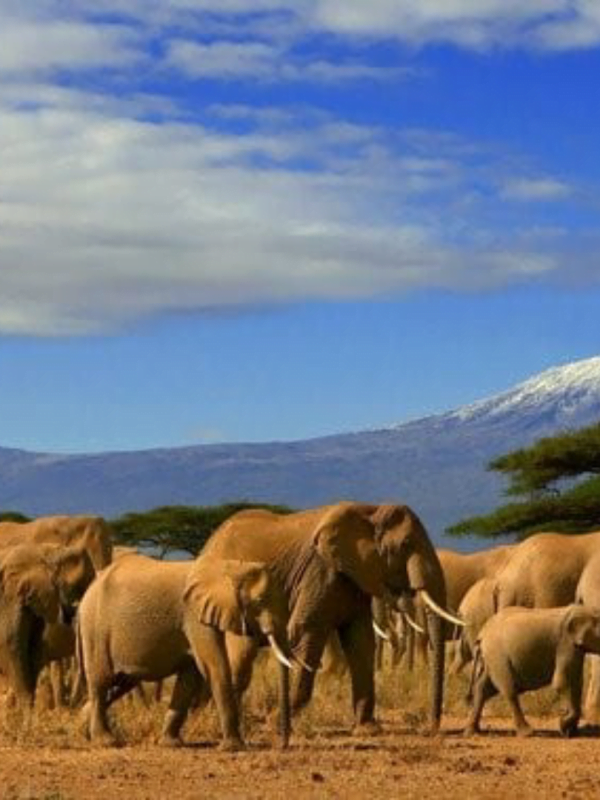 amboseli Tour packages