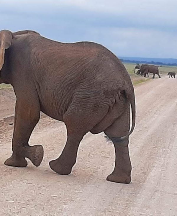 Close-up of African elephants during Amboseli safari tour