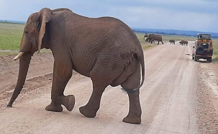 Close-up of African elephants during Amboseli safari tour
