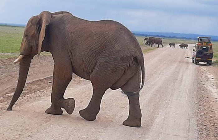 Close-up of African elephants during Amboseli safari tour