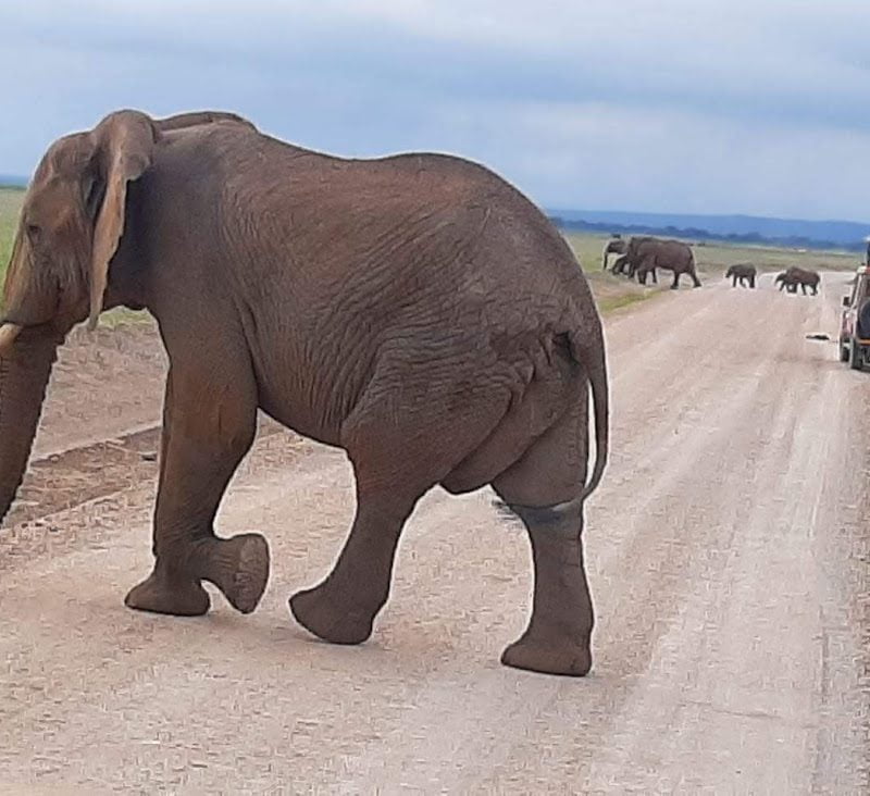 Close-up of African elephants during Amboseli safari tour