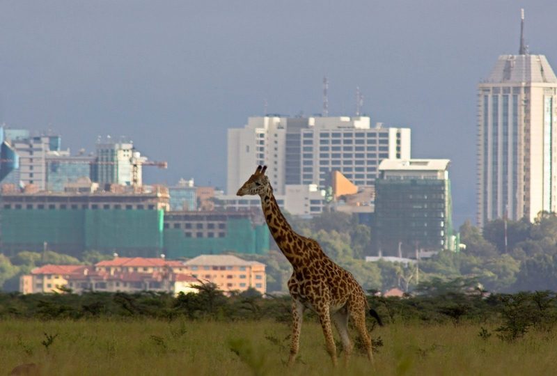Nairobi national park day tour