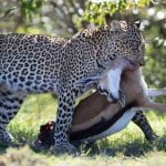 All inclusive Safaris in Kenya