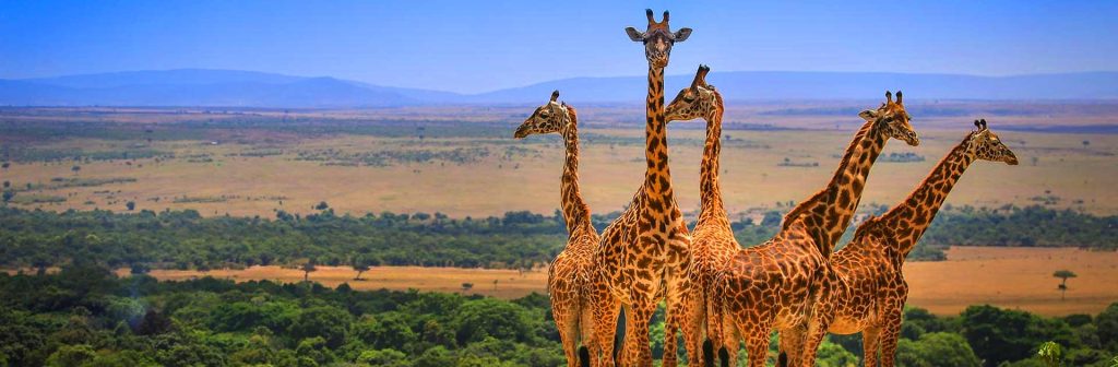 2 Days Masai Mara Safari