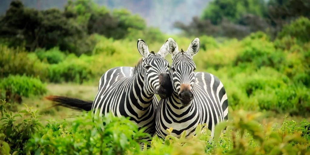 5 day Masai Mara safari in Kenya wildlife adventure