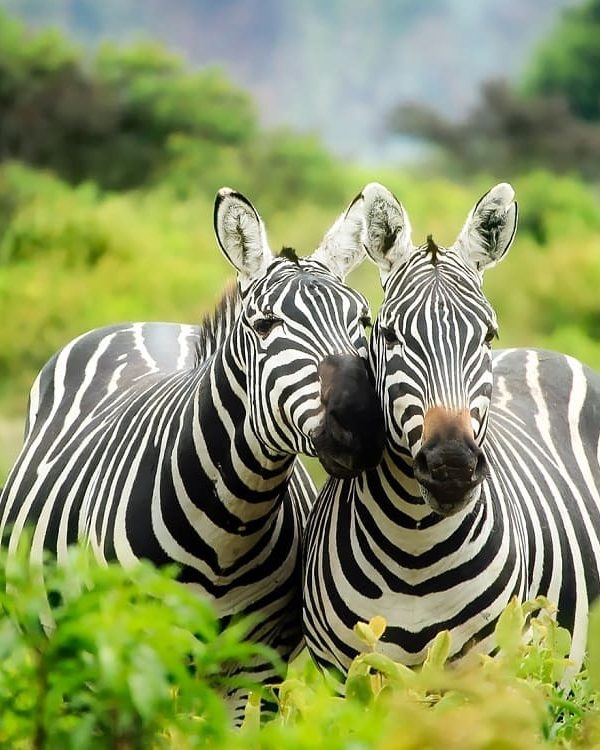 5 days masai mara safari