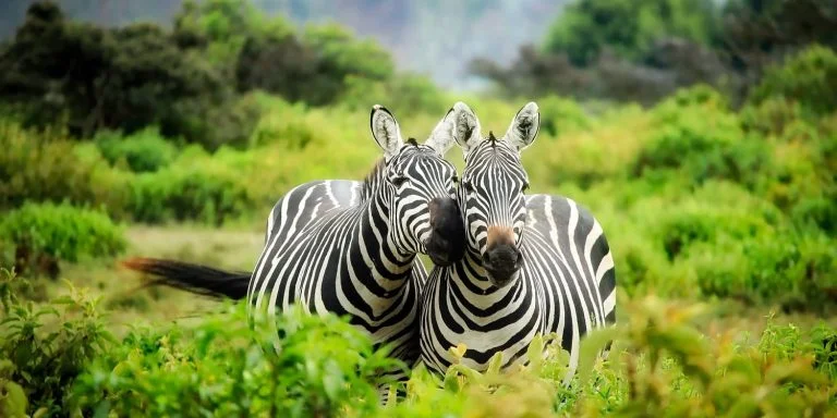 5 days masai mara safari