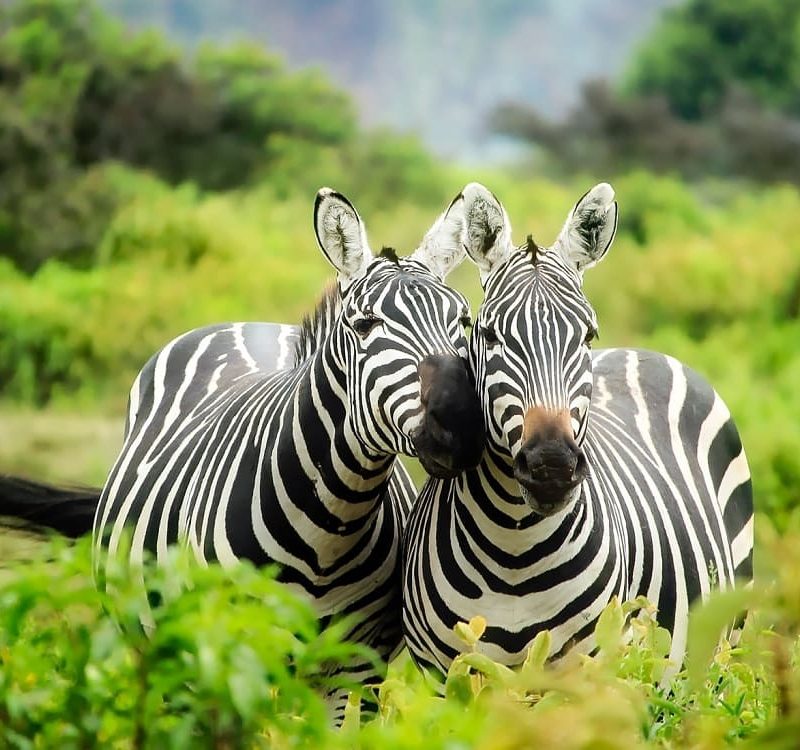 5 days masai mara safari