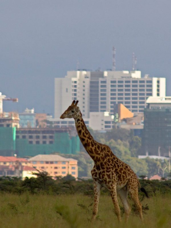 Safari tour Nairobi National Park