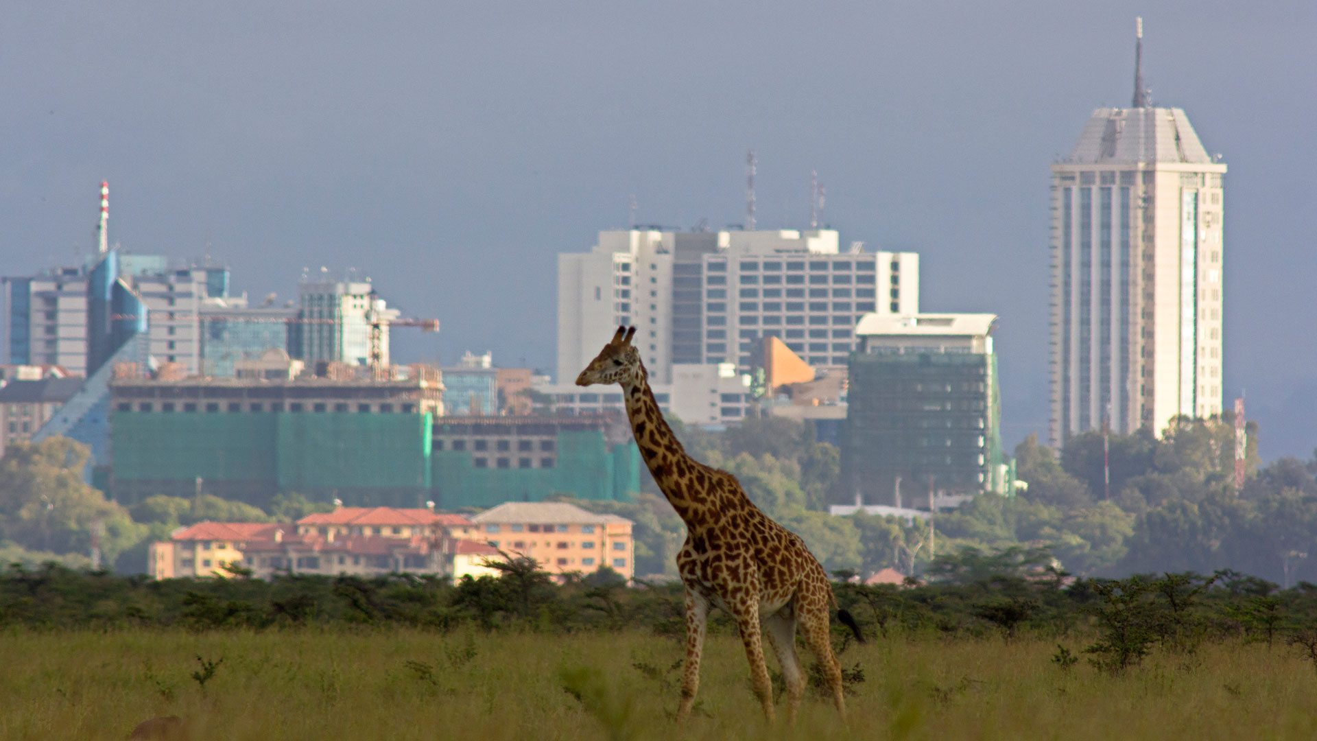 Safari tour Nairobi National Park