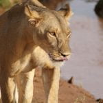 Affordable Kenya and Tanzania Safari