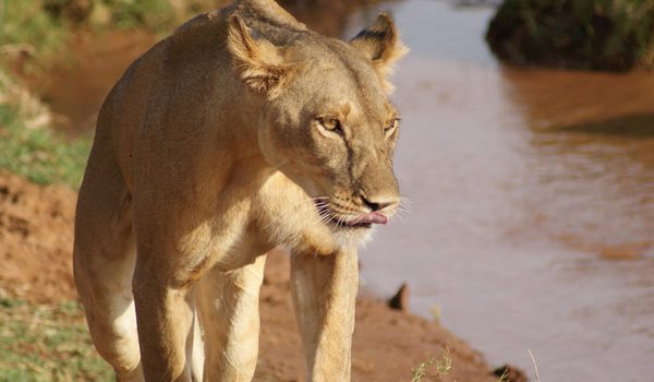 Affordable Kenya and Tanzania Safari