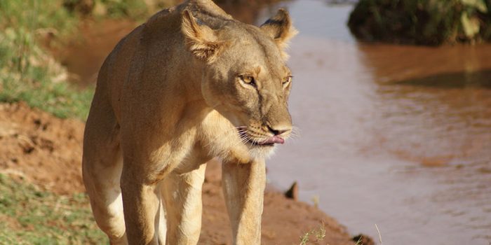 Affordable Kenya and Tanzania Safari