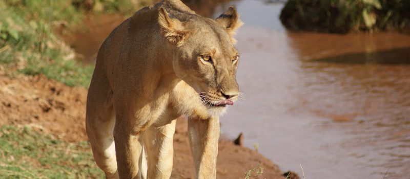 Affordable Kenya and Tanzania Safari