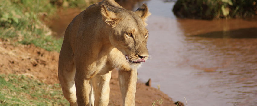 Safari in Kenya and Tanzania