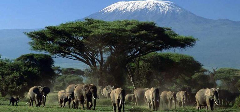 2 Day Amboseli Safari